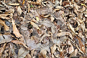 Background of fall autumn leaves