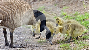 Background with a family of Canada geese staying