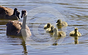 Background with a family of Canada geese swimming