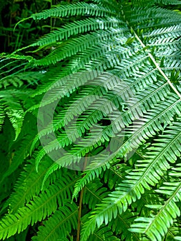 The background of a fern leaves.