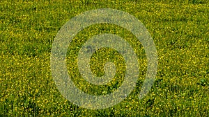 Background of field of buttercups