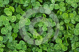 A background field of green clover clover leaf leaves