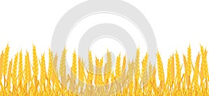 Background of field with wheat. Border with yellow spikes.