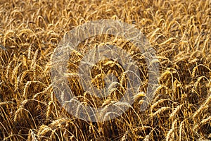 Background from a field of yellow ripened wheat in the rays of the setting sun