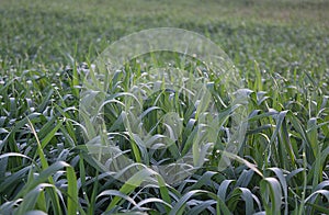 Background of a field with young sprouts of cereals