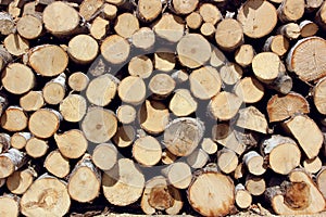 Background of firewood stacked in the woodpile