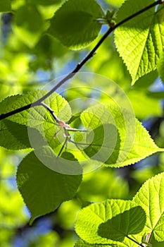 Background of first tender-green linden leaves against blue sky on sunny May day. Spring mood