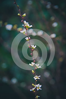 Background with flower and blur green plant