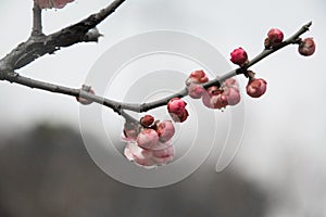 Background with flower and blur green plant