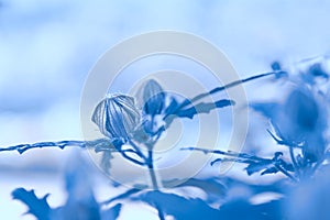 Background with flower bud closeup blue. Concept flowers, background, trend, color 2020.