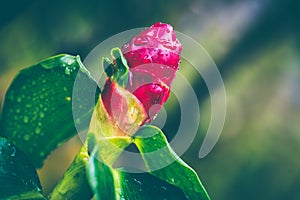 Background Flower Costus speciosus red flowers