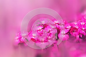 Background Flower Geranium. Garden flowers. A bouquet of pink flowers blur. Full frame, Digital painting. Geranium pink