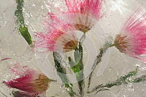 Background of a flower in ice with air bubbles