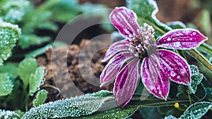 Background Flower Osteospermum. purple flowers. Frost is on the leaves and flowers