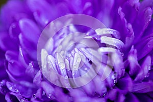 Background Of Flower Petals Of Aster In Garden Close Up