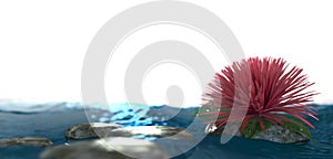 Background flower with stone on the water