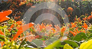 Background with a flowered climbing plant calling Pyrostegia venusta photo