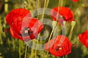 Background of flowering red poppies close-up