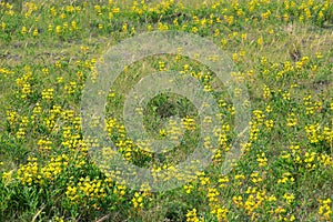 Thermopsis lanceolata