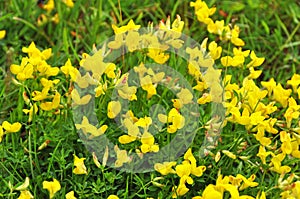 Background flowering yellow broom