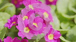 Background of flowers. Beautiful of spring primroses flowers or primula polyanthus or perennial primrose, with green