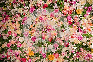 Background from flowers. Blooming spring texture.