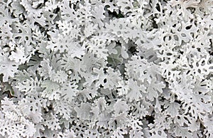 Background of flowers Cineraria