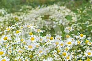 Background of flowers field of daisies