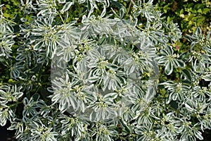 Background - flowers and foliage of variegated spurge