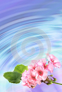 Background with flowers geranium