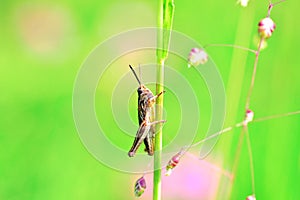 Background flowers and grasshopper