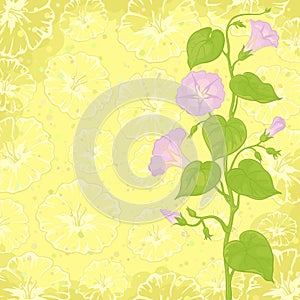 Background with flowers Ipomoea photo
