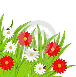 Background with flowers and ladybirds