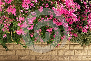 Background with flowers and leaves of bougainvillea on a brick wall