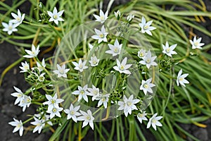 background flowers of ornithogalum. beautiful white flowers.