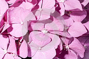Background of flowers of pink hydrangea close up