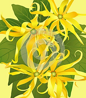 Background from flowers ylang ylang