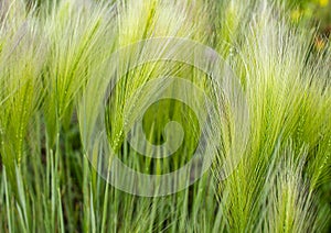 Background of fluffy spikelets of green barley close-up. Hordeum jubatum