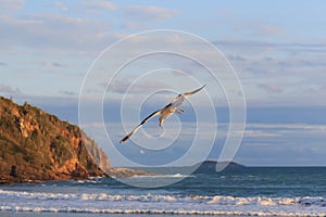 Background flying seagull sea waves blue sky