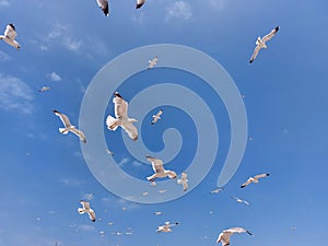 Background of flying seagulls against blue sky