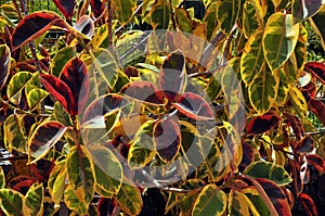 Background of foliage of croton plant