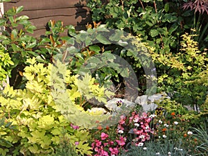 Background Foliage Mixture Small Garden Border