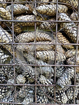 Background of forest cones