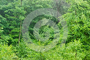 Background of a forest during rain