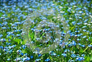 Background with forget-me-not