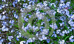 Background of forget-me-not flower with green leaves. Blue flowers on a green background. Blooming flowers nature background