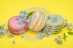 Background of forget-me-nots and macarons.