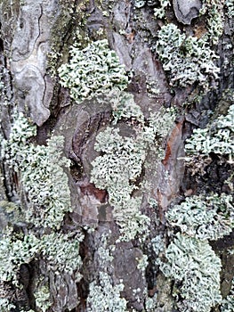 background in the form of bark of a tree overgrown with moss