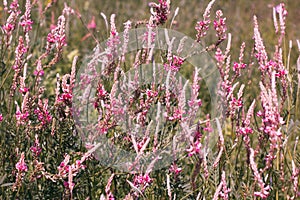 Background in form of blooming field, pink flowers
