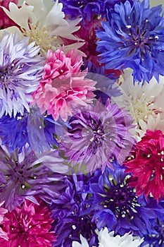 Background formed by cornflowers photo